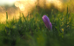 Skrývajúc sa v tráve.