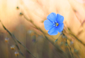 Blue.
