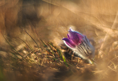 Skrytý v zlatej hodinke.