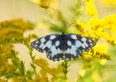 Čas na obedňajšiu prestávku.