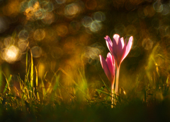 Jesienky v jesenných lúčoch.