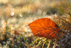 Zabudnutý v tráve II.