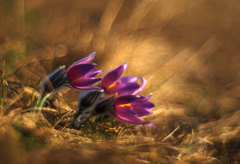 Chlpáči v zlatej hodinke.