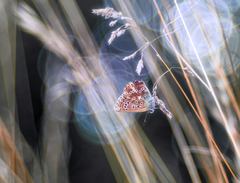 Za 7 stebielkami a bublinkami.