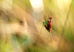 Splývajúc s okolím.