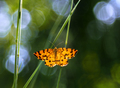 Orange.