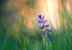 Skrývajúc sa v tráve.