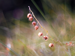 Lúčne lampášiky.