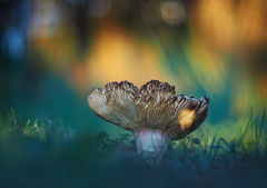 Hríbová sezóna V.