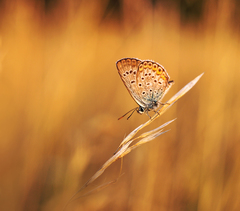 V plameňoch večera.