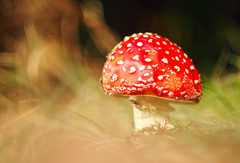 Pani v červenom klobúku.