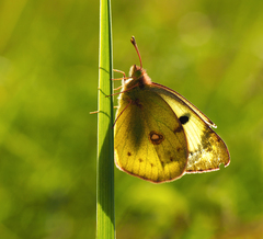 Dotyk ranných lúčov.