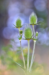 Pichľavé lampášiky.