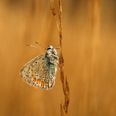 Zlatá ranná hodinka II.