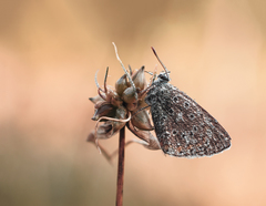 Jesenné orosené rána.