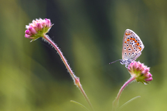 Z kvietka na kvietok.