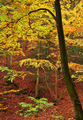 Jesenný les.