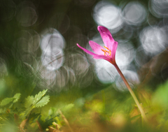 Jesienka v odleskoch.