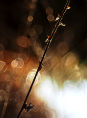 V moci svetla a tmy.