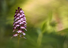 Orchidea našich lúk II.