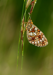 Podvečer s perlovcom.