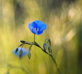 Blue.