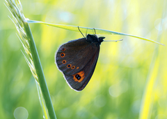 Športové disciplíny.
