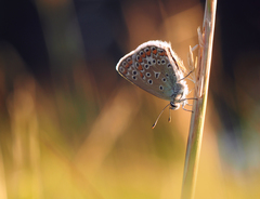 V podvečerných farbách leta.