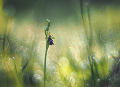 Orchidea našich lúk III.