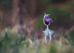 Upršaný jarný deň.