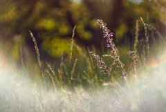 V podvečernom svetle.