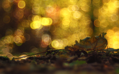 V predstavách jesenných snov.