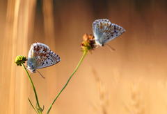 Modráčikovské duo.