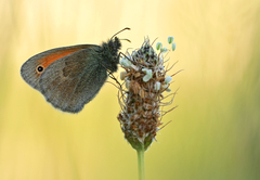 Podvečer na skoroceli.