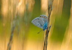 Na stebielku v zlatej hodinke.