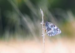 Podvečer na stebielku.