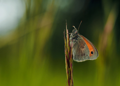 V majestátnom posede.