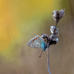 Modráčik na stebielku.