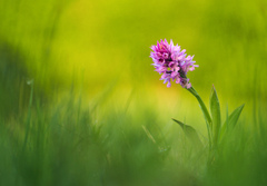 Orchidea našich lúk IV.