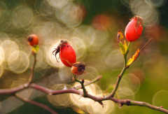 Prichádza pani Jeseň II.
