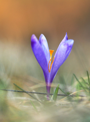 Farbami jari maľovaný.