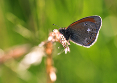 Pozorovateľ z lúčky.