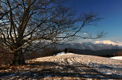 Starý bohatier III.