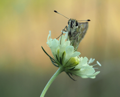Pozeraj sa mi do očí.