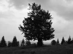 Pod Drahovou
