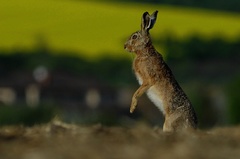 Niečo počujem, ale nič nevidím..