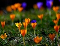 Crocus pozdravy z Bulharska:)