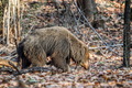 Fotografovanie tigrov v NP Bandhavgarh v Indií