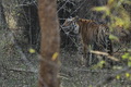 Fotografovanie tigrov v NP Bandhavgarh v Indií