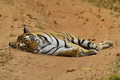 Fotografovanie tigrov v NP Bandhavgarh v Indií